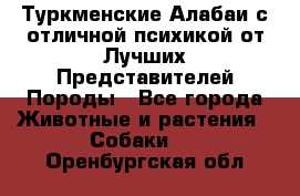 Туркменские Алабаи с отличной психикой от Лучших Представителей Породы - Все города Животные и растения » Собаки   . Оренбургская обл.